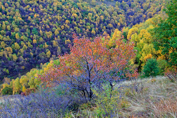 trees on the hillside