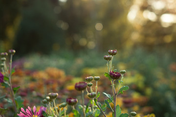 Small flowers of multicolor chrysanthemum on the flowerbed