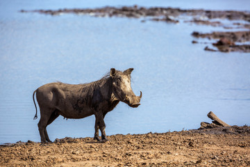 Fototapeta premium Common warthog isolated in blue water in Kruger National park, South Africa ; Specie Phacochoerus africanus family of Suidae