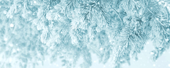 Bright winter background with snow-covered pine trees. Natural festive background.