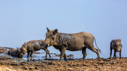 Common warthog mother and three cub mud bathing in Kruger National park, South Africa ; Specie Phacochoerus africanus family of Suidae