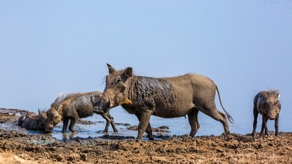 Common warthog mother and three cub mud bathing in Kruger National park, South Africa ; Specie...
