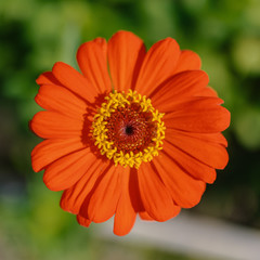 Flower of zinnia in the garden.