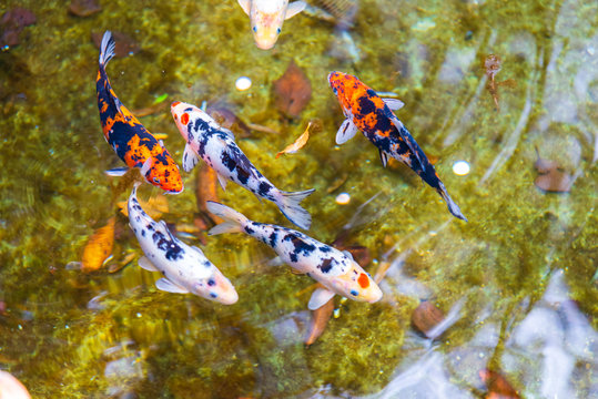 Colorful Koi fish or fancy carp are swimming in koi pond.