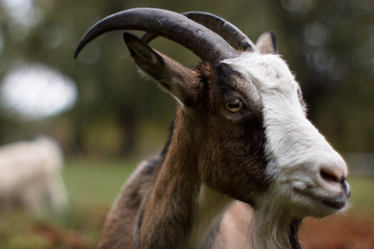 Goat closeup face friendly -  animal,  billy goat, he-goat