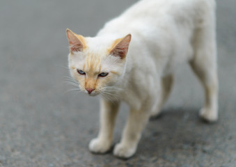 Stray cat on the road. Selected focus with depth of field.