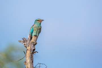 European Roller isolated in blue sky in Kruger National park, South Africa ; Specie Coracias garrulus family of Coraciidae