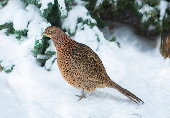 Partridge. It's small. The body length of partridges about 38 cm the weight comes up to 700 grams. The grey partridge is an exclusively terrestrial bird and very rarely sits on trees.