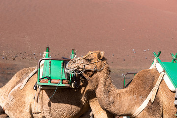 Camels at Timanfaya national park in Lanzarote wait for tourists. Canary Islands. Spain