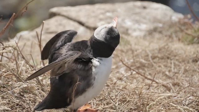 Stock video  Puffins on Longa Island - Scotland - Close shot in slow motion