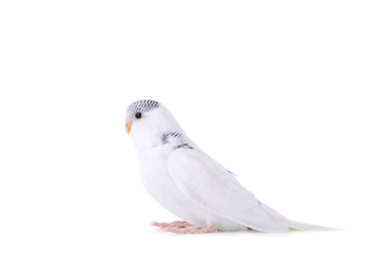 Isolated budgerigar. Little white budgerigar isolated on white background