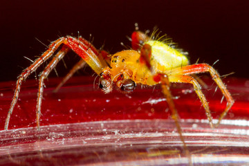 small red and green spider