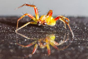 small red and green spider