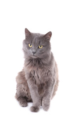 Beautiful grey cat isolated on a white background