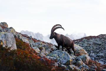 Alpine Carpa Ibex (wild goat) in the France Alps. Monte Bianco range with Mont Blanc mountain on background. Vallon de Berard Nature Preserve, Chamonix, Graian Alps. Landscape photography