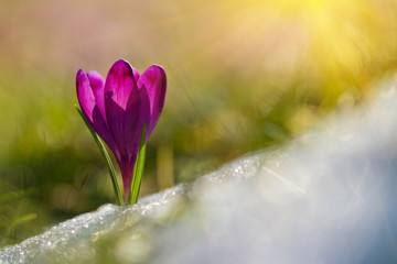 Amazing sunlight on spring flower crocus. View of magic blooming spring flowers crocus growing in...