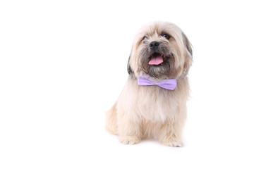 Shih Tzu dog with the bow tie isolated on a white background