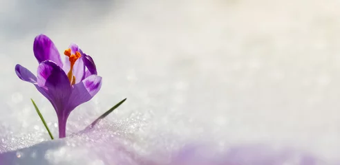 Fotobehang Verbazend zonlicht op de lentebloemkrokus. Weergave van magische bloeiende lentebloemen krokus groeien in het wild. Grote panoramische foto van majestueuze lentebloemkrokus in sneeuw © macrowildlife