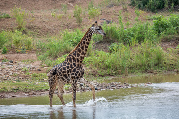 Giraffe in Kruger National park, South Africa