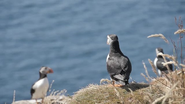 Stock video  Puffins on Longa Island - Scotland - Close shot in slow motion