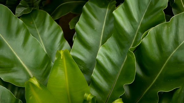 Bird's Nest fern, Asplenium nidus. Wild Paradise rainforest jungle plant as natural floral background. Abstract texture close up of fresh exotic tropical green fresh curly leaves in fantasy dark woods