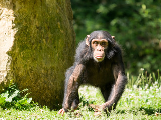 Bébé chimpanzé