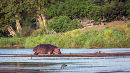 Hippopotamus in Kruger National park, South Africa