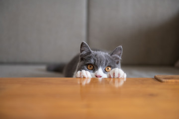 British short-haired cat lying on the table