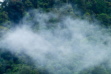 Fototapeta na wymiar Aerial drone view of clouds and mist forming over a tropical rainforest after a recent rain storm