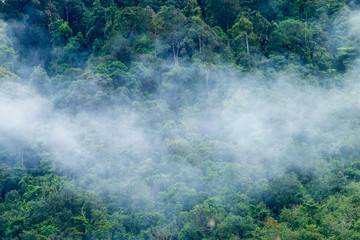 Mist and cloud forming over a dense, tropical rainforest in Thailand