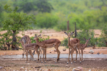 Naklejka na ściany i meble Common Impala in Kruger National park, South Africa ; Specie Aepyceros melampus family of Bovidae