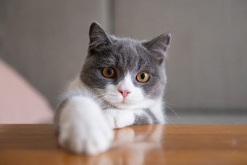 British short-haired cat lying on the table