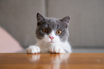 British short-haired cat lying on the table © chendongshan