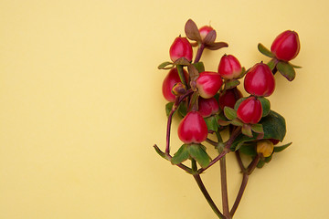 Red Sweet Amber flower berries, Hypericum Androsaemum, isolated.