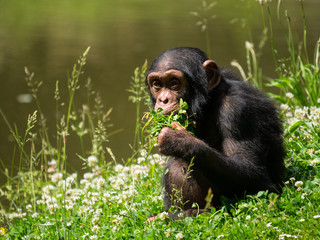 Bébé chimpanzé