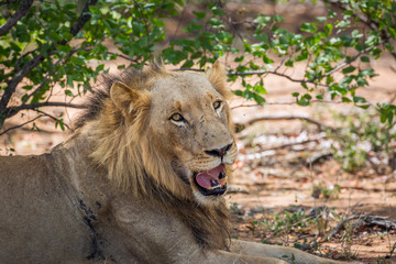 African lion portrait young male in Kruger National park, South Africa ; Specie Panthera leo family of Felidae
