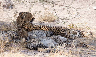 big cheetah with puppies