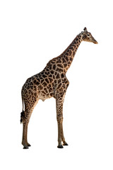giraffe with long neck
