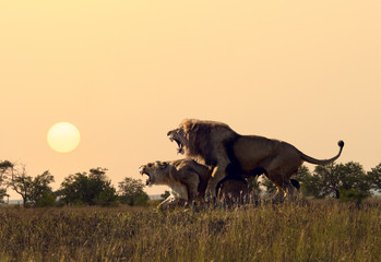 lions to arid savannah