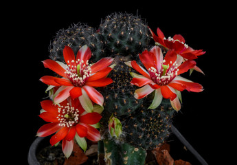 Cactus Mediolobivia sp with flower isolated on Black.