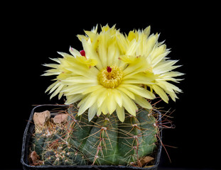 Notocactus ottonis