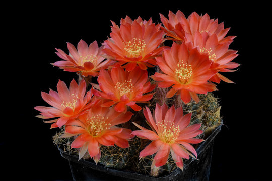 Cactus Lobivia haemathantha with flower isolated on Black.