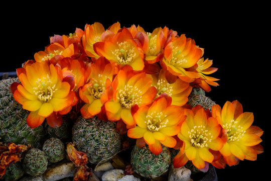 Cactus Sulcorebutia callecallensis with flower isolated on Black.