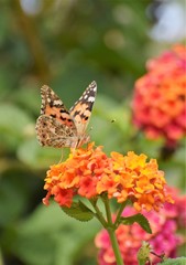 Spring Cyprus Butterfly