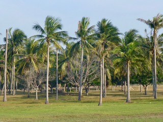 Fototapeta premium palm trees and blue sky