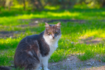 beautiful cat sit on a grass in the garden