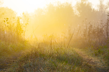 Fototapeta na wymiar wet morning forest glade in a mist