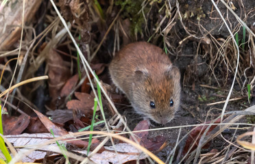 Bank Vole