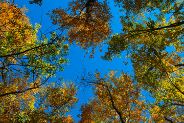 closeup high trees on a blue sky background