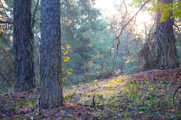 closeup pine forest in a morning sunlight
